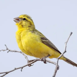 Canary Bird Sounds: Download & Review