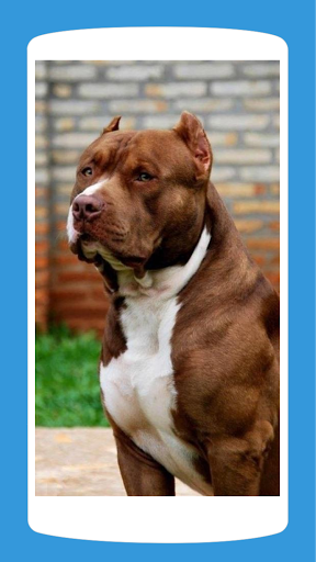 Pit Bull Wallpaper HD 4K 2021