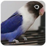 Kicau Lovebird biru violet icon