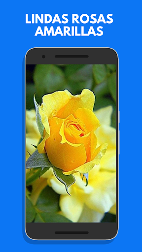 Roses and beautiful flowers Screen 2
