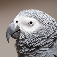 Appp.io - африканский серый попугай Звуки