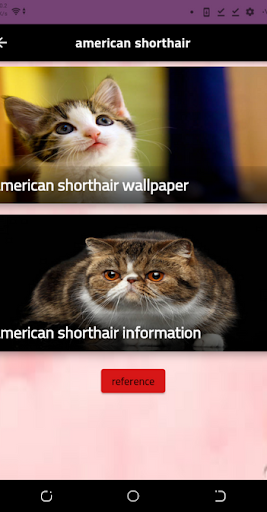 american shorthair Screen 3