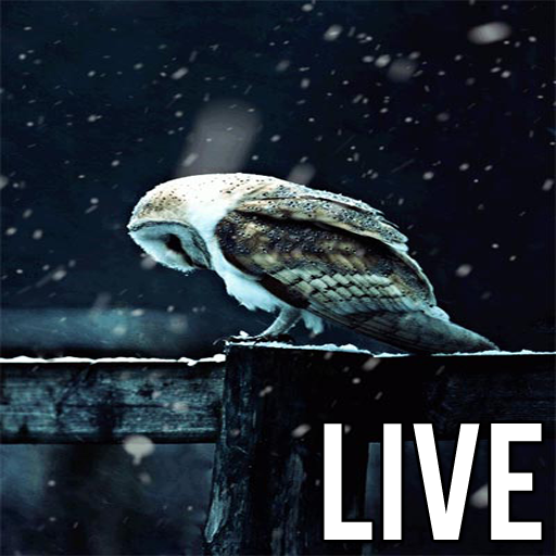 Live Owl Wallpaper  Icon