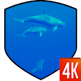 Dolphins Live Wallpaper icon