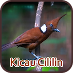 Cover Image of Download Masteran Burung Cililin Gacor - Offline 2.1 APK