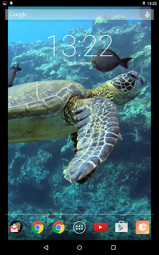 Incredible Sea Turtle Video Li