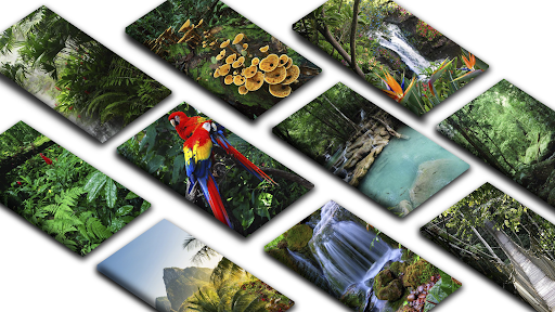 Android application Rainforest Wallpapers HD screenshort