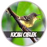 Kicau Ciblek - Prinia Mp3 icon