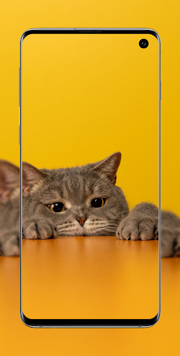 Wallpaper Cute Cat Screen 3