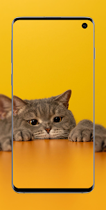 Wallpaper Cute Cat