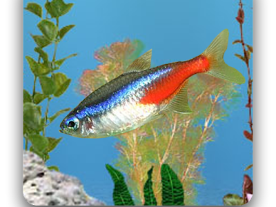 [ベスト] 壁紙 川魚 469710