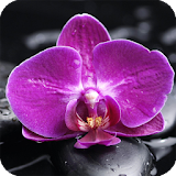 Orchid Live Wallpaper Plant icon