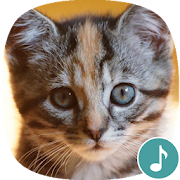 Appp.io - Kitten Sounds