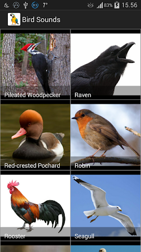 Bird Sounds Screen 3
