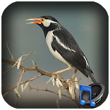 Chirping Pied Myna icon