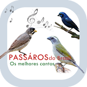 Pássaros Brasil - Os melhores cantos.