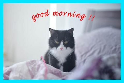 Good Morning Greeting Cards