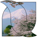 Sakura Video Wallpaper icon