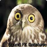 Owl Sounds 2 icon