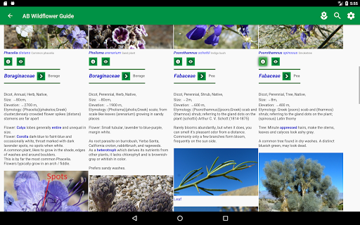 Anza-Borrego Wildflowers