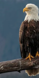 Eagle phone wallpapers
