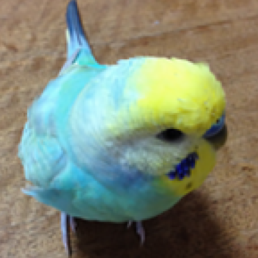 Budgerigar Sounds for Parakeet logo
