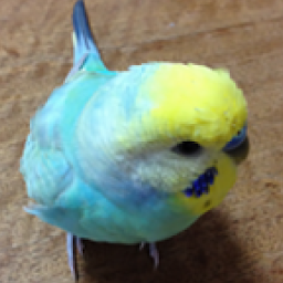 Icon image Budgerigar Sounds for Parakeet
