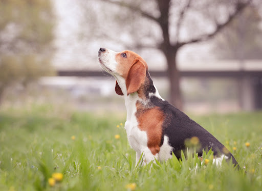 Beagle Dog Wallpaper HD