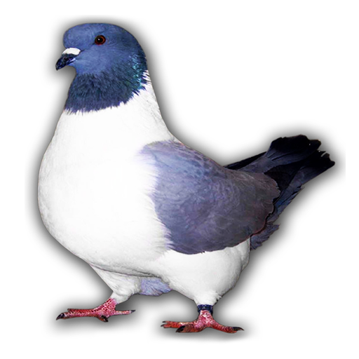 Races de pigeon  Icon