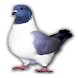 Races de pigeon - Androidアプリ