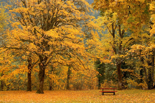 Tree Wallpapers Screen 2