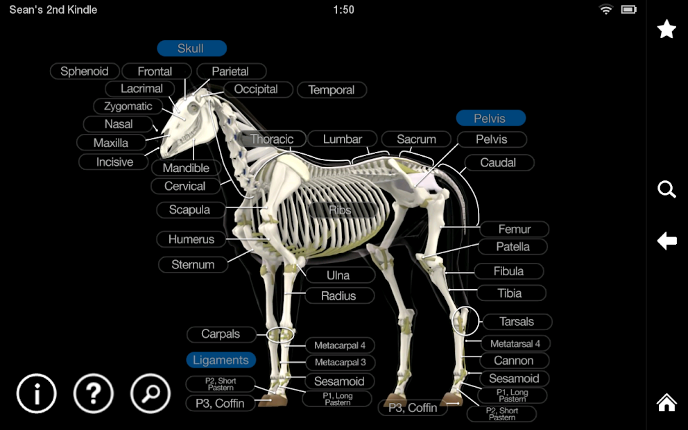 Captura de Pantalla 13 Horse Anatomy: Equine 3D android