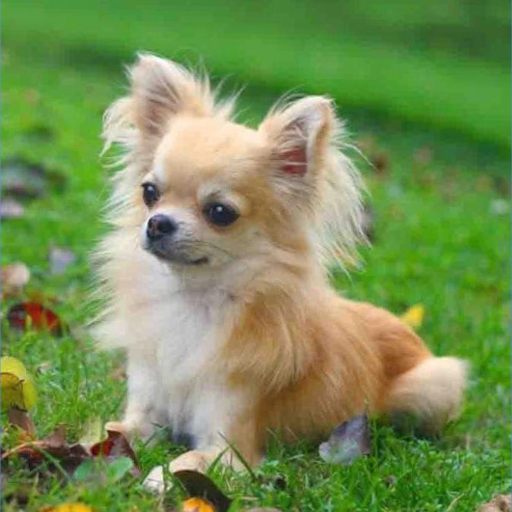 Chihuahuas dog wallpapers logo
