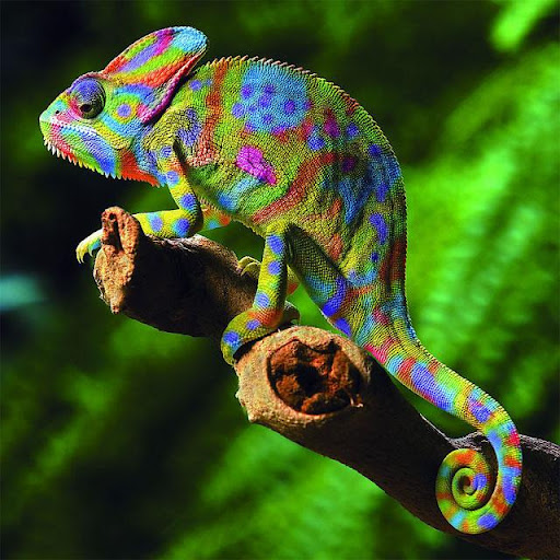 Animals Jigsaw Puzzles Screen 3