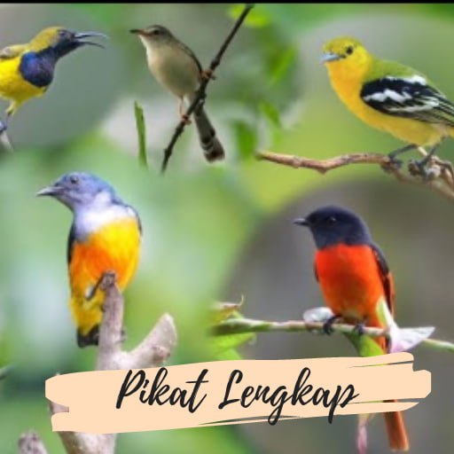 Suara Pikat Burung Liar Mp3