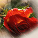 Cover Image of डाउनलोड Red Rose Under Rain Live Wallp 4.1 APK