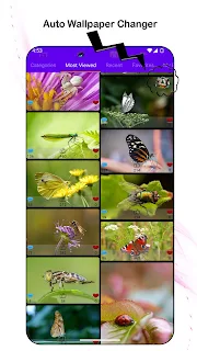 Wild Wonders: Insects