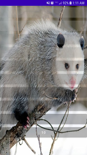 Android application Possum Growls And Grunt Sounds screenshort
