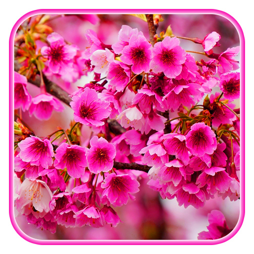 Sakura blossom wallpaper logo