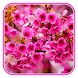 桜の花の壁紙日本庭園 - Androidアプリ
