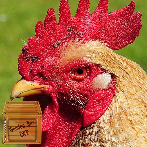cute chicken wallpaper logo
