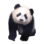fake call baby panda prank