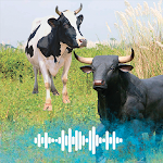 Cover Image of Download Bull and Cow sounds Ringtones  APK