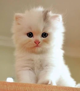 Cat Wallpapers HD Cute – Apps on Google Play