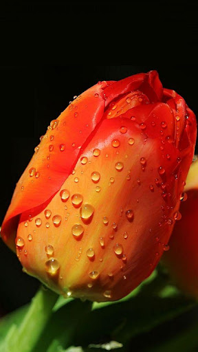 Good Morning ROSES GIFS