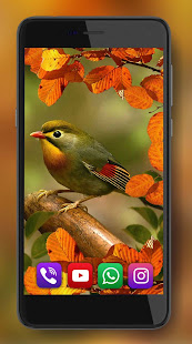 Autumn Birds Sounds 1.5 APK + Mod (Free purchase) for Android