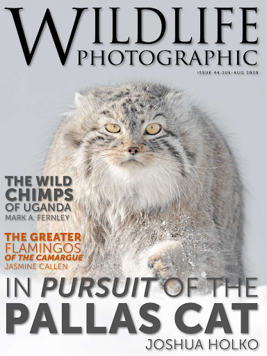 Wildlife Photographic Magazine Screen 3