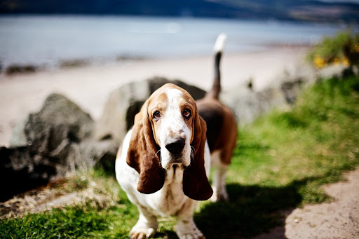 basset hound dog wallpaper HD Screen 2