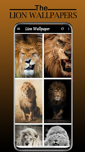 Lion Wallpaper, Sher Ka Photo Screen 2