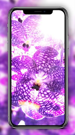 Purple Wallpaper